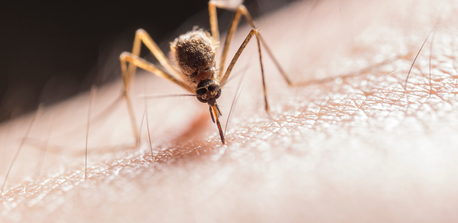 Schutz vor Stechmücken: Krankheiten, Vorkommen und Hilfe - Outdoor Ratgeber &amp; Wissenswertes gegen Stechmücken | Mehrwerte für Leser bei Outaway.de